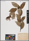 Foto von Salix caprea L.